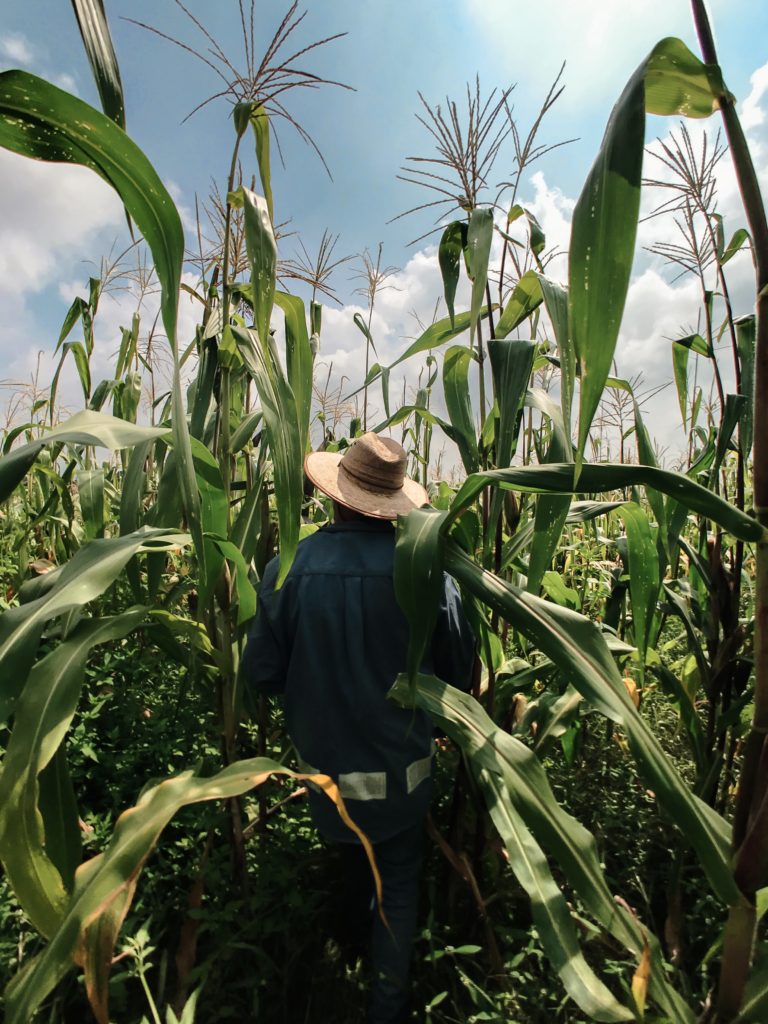 expert sur terrain dans un champs de maïs fait agriculture de précision